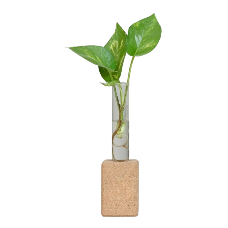 EcoScript Essentials